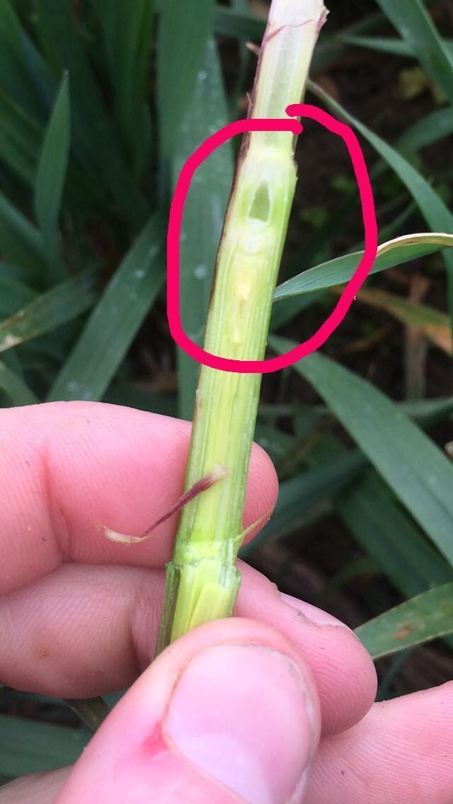 TirlanFarmLife's tweet photo. Barra Gluten Free Winter Oats approaching GS32, 2nd PGR along with T1 fungicide required ASAP #glanbia #mastercrop @oatsnewsletter https://t.co/CuS7wwrKcI
