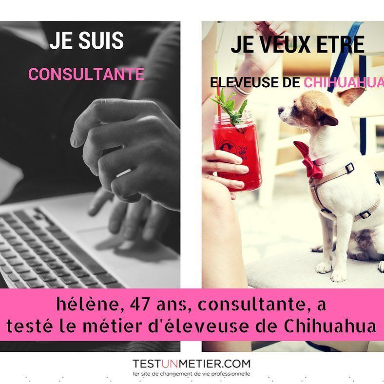 TestUnMetier's tweet photo. Bonjour à tous voici un nouveau #portrait #jobideal #rose #chihuahua #eleveur #consultant #Startuplife #network #alwayslearning #lifehackin… https://t.co/NGxHUNkFU8