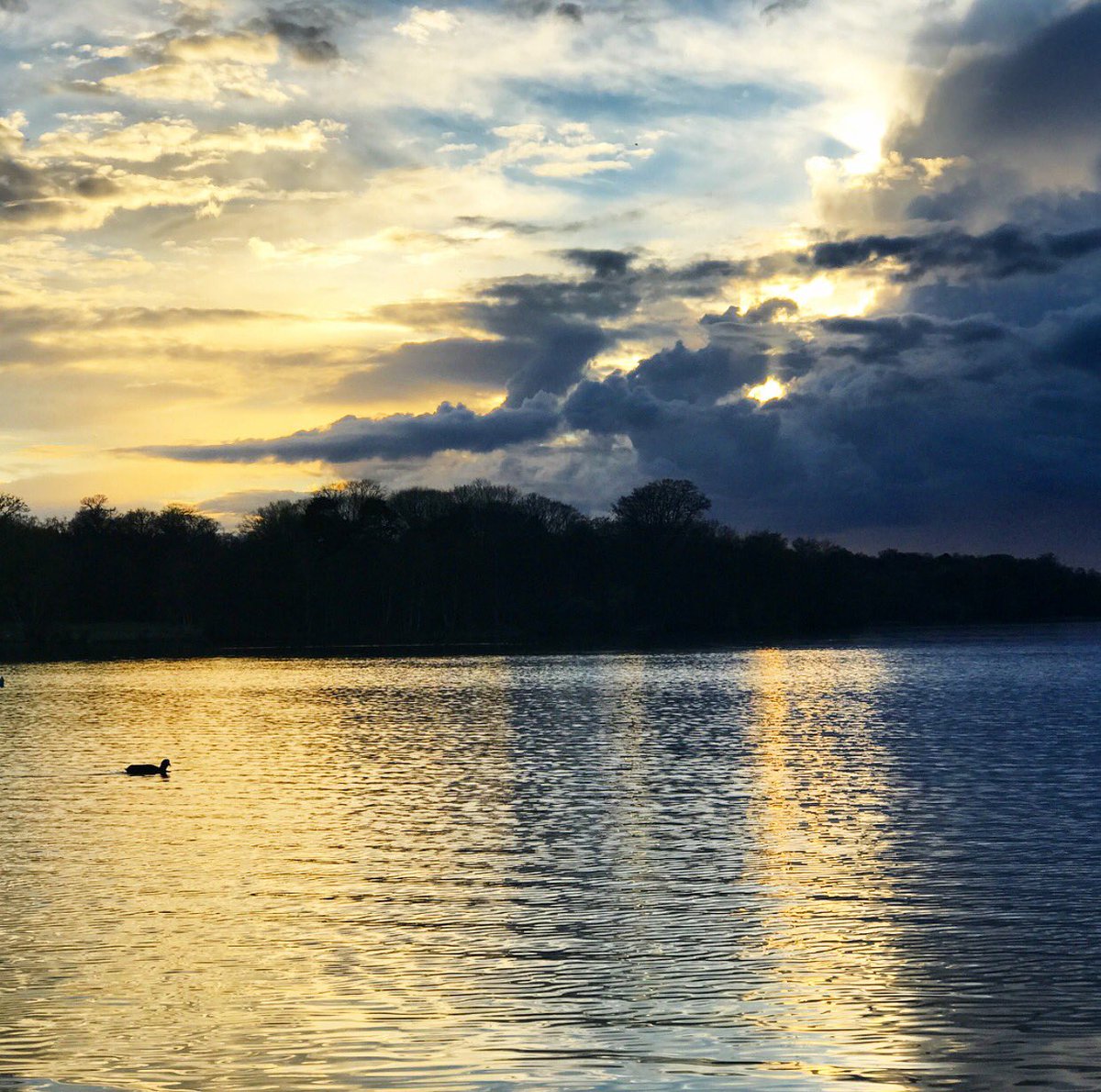 lottie_flint's tweet photo. 🌿🌗✨💙🍄🐝 #naturephotography #photographyblog #surrey #beautiful #lake #gardens #landscape #landscapephotography #500pxrtg https://t.co/Ih2TH8bPPT