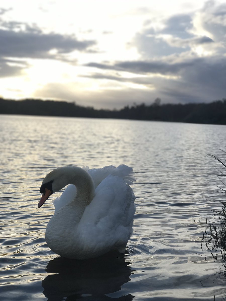 lottie_flint's tweet photo. 🌿🌗✨💙🍄🐝 #naturephotography #photographyblog #surrey #beautiful #lake #gardens #landscape #landscapephotography #500pxrtg https://t.co/Ih2TH8bPPT