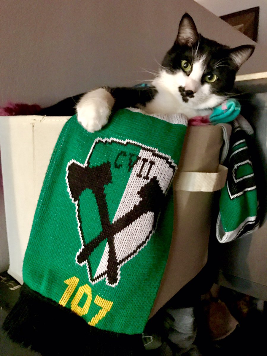 Vgparks's tweet photo. Good luck to the @TimbersFC today, Ollie the PDX cat will be rooting for you @timbersarmy #CatsOfTwitter #PTFC #PDX #RCTID https://t.co/ao9CtJs7bR