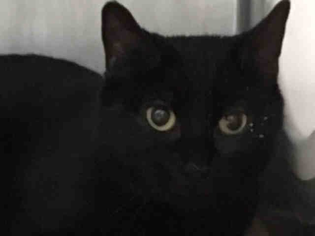 NYCDEATHROWCATS's tweet photo. PLEASE SHARE!! KENDELL - A1107432 - Shy 2 Year Old Kendell ...

Follow me here for more info and status updates: https://t.co/qz6JpRJnkf https://t.co/vEwgJ1RTJX
