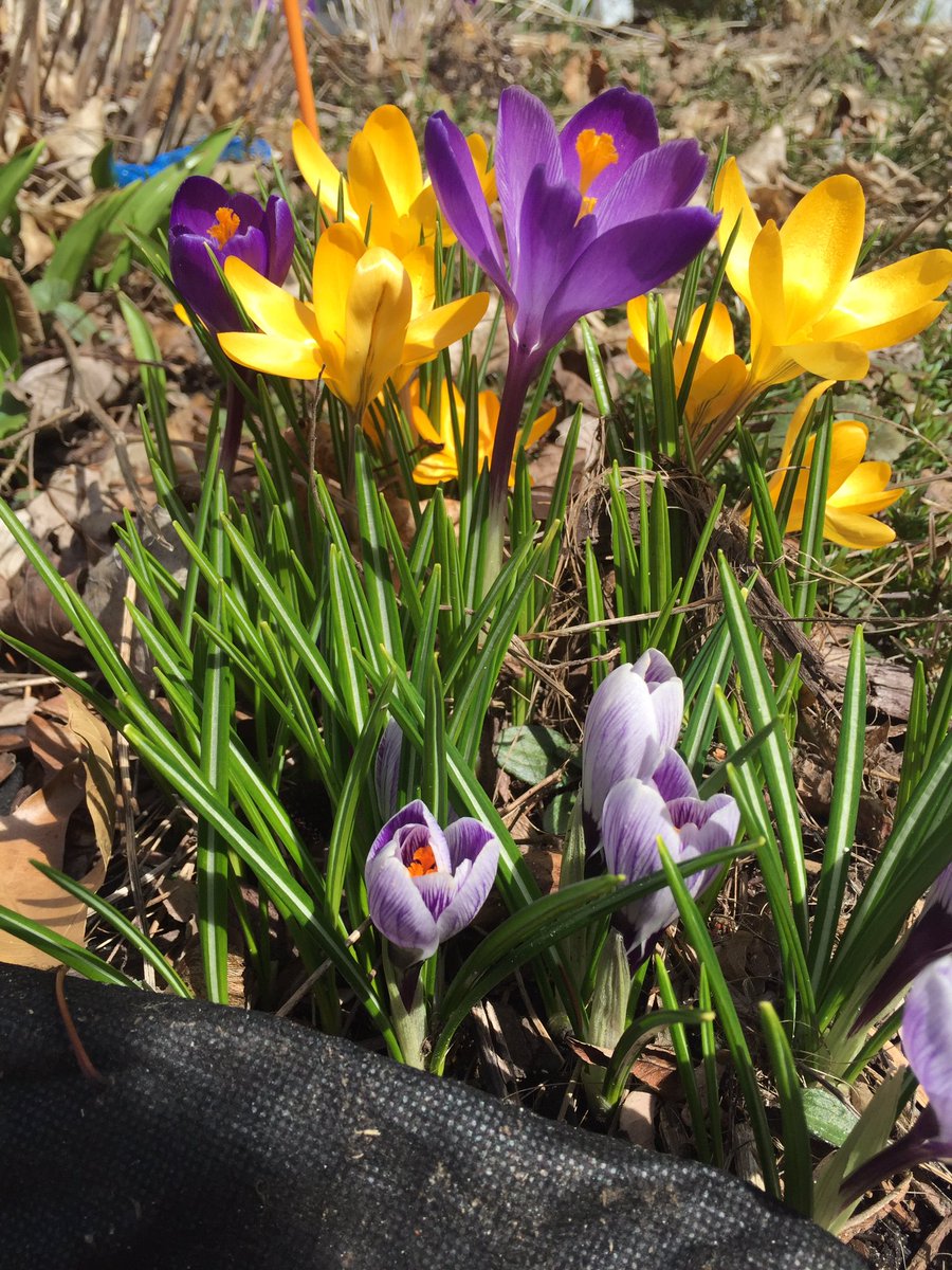 Spring - such a sign of hope 😃. We all need hope!