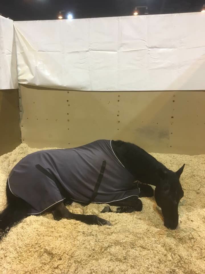 JP (Vancouver K) having a rest today before his flight home. He so deserves it #FEIWorldCupFinals #gojp