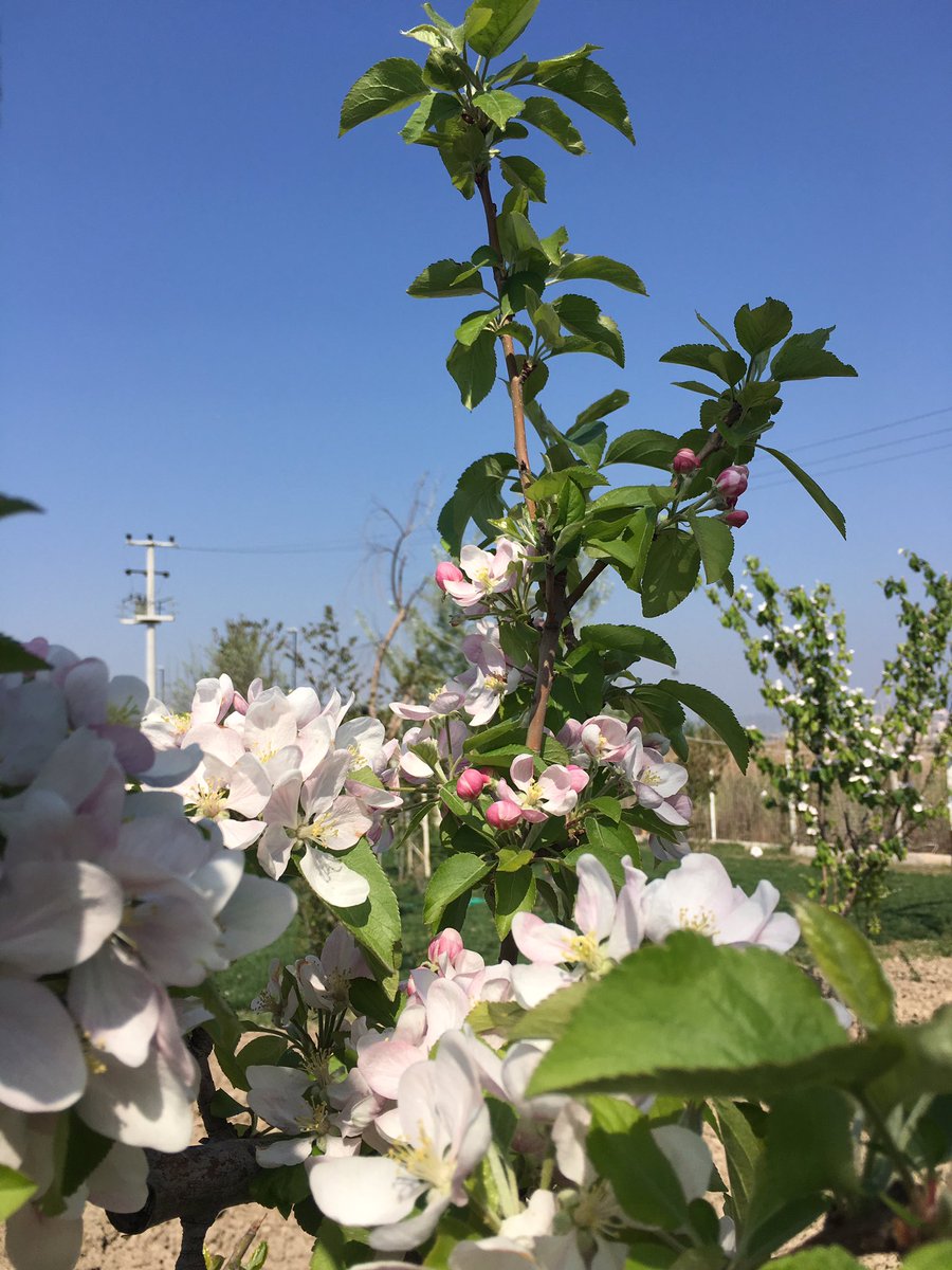 Şirin Akgül (@sirinakgull) on Twitter photo 