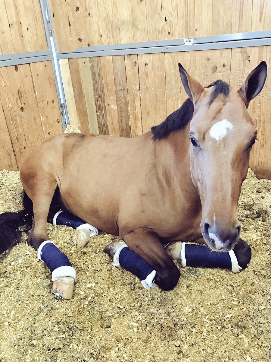 he naps so much...he is me as a horse