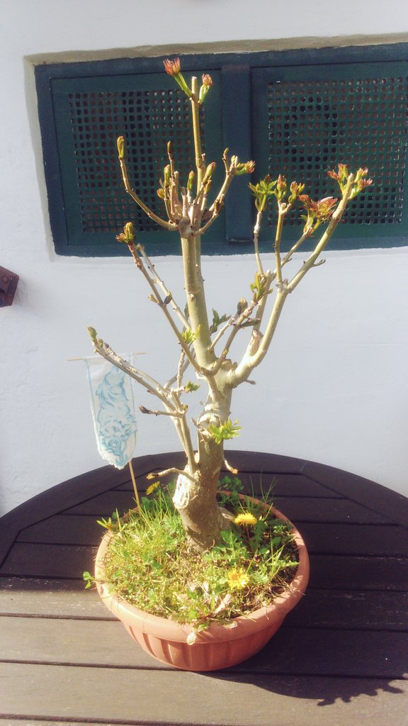 drueskelle's tweet photo. My #Fjerda ash tree is beginning to grow leafs 🍃✨ https://t.co/B2qjimBbH8