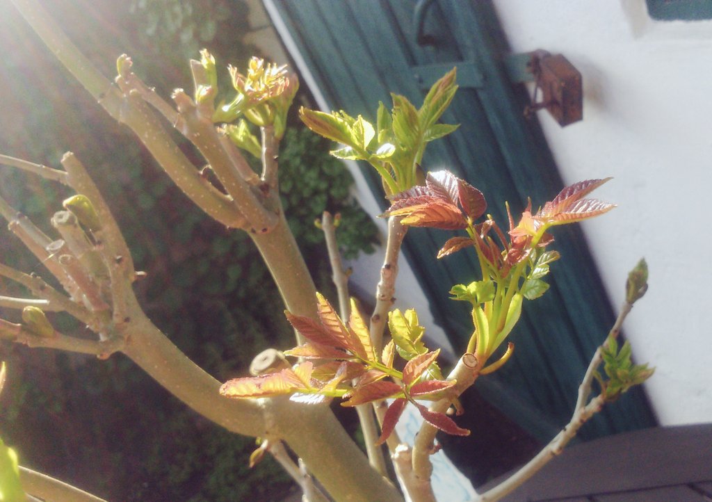 drueskelle's tweet photo. My #Fjerda ash tree is beginning to grow leafs 🍃✨ https://t.co/B2qjimBbH8