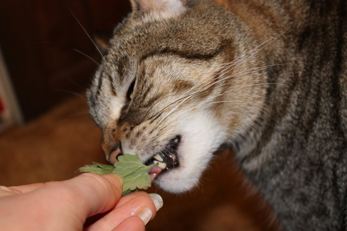 catfurcoffee's tweet image. Benny sampling homegrown #CrackForKitty #Catnip.