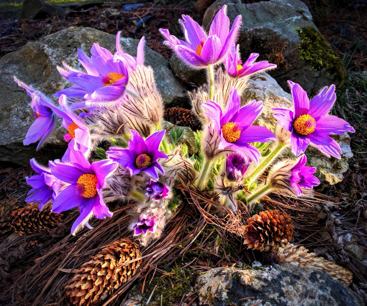 andysynak's tweet photo. Pulsatilla slavica, slovenský endemit, ktorý je symbolom a poslom jari. Jedovatý, ale krásny a jedinečný. #praveslovenske https://t.co/OmemBBfZhs