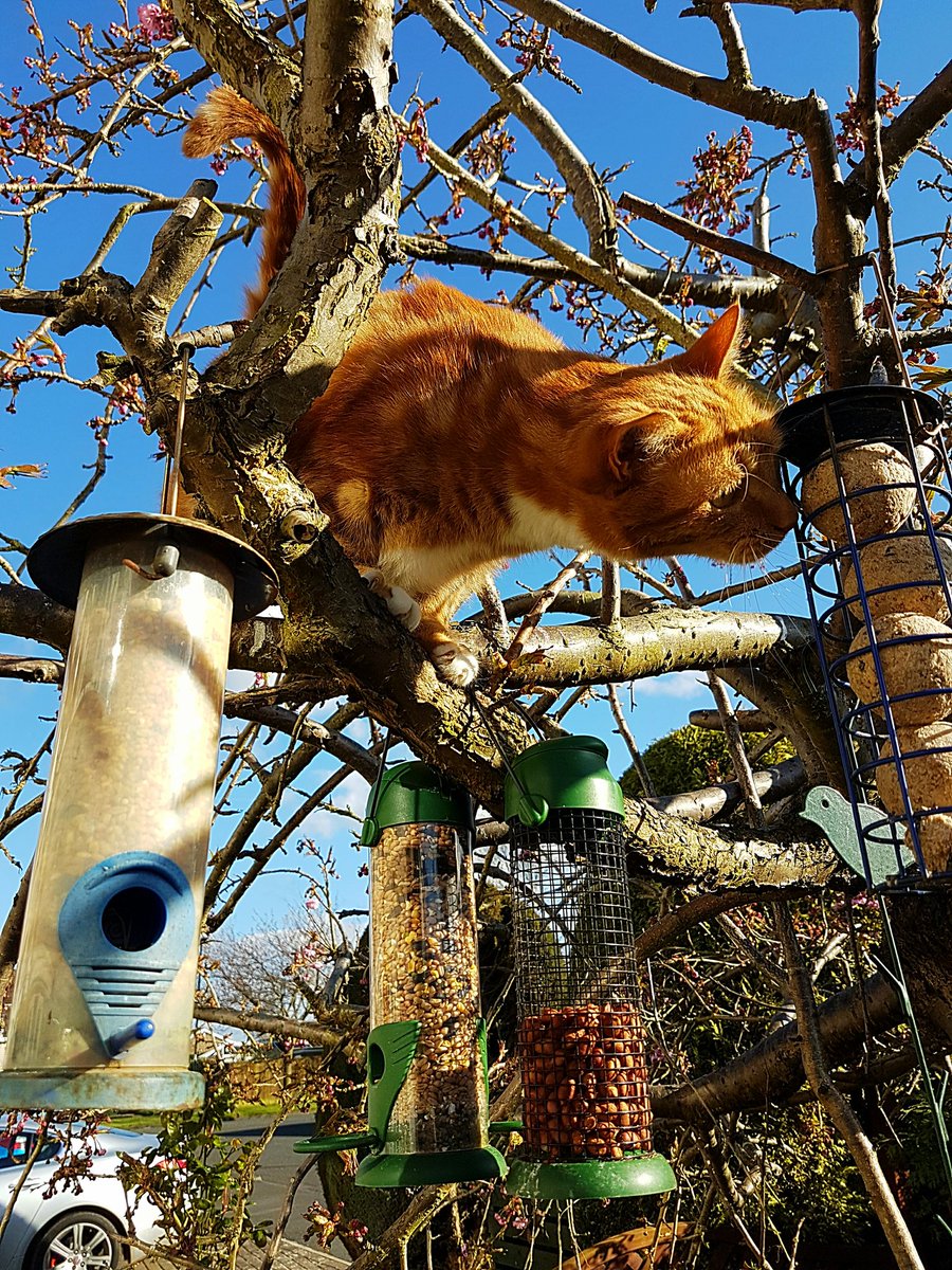 LexieAndGeorge's tweet photo. @TreasuryMog @frisky9 @tj_tjhunter @TedtigerBrown @GingieCato Hmmm, can't see why the birds like these. #sleeksunday https://t.co/5ZlVsV2qbi