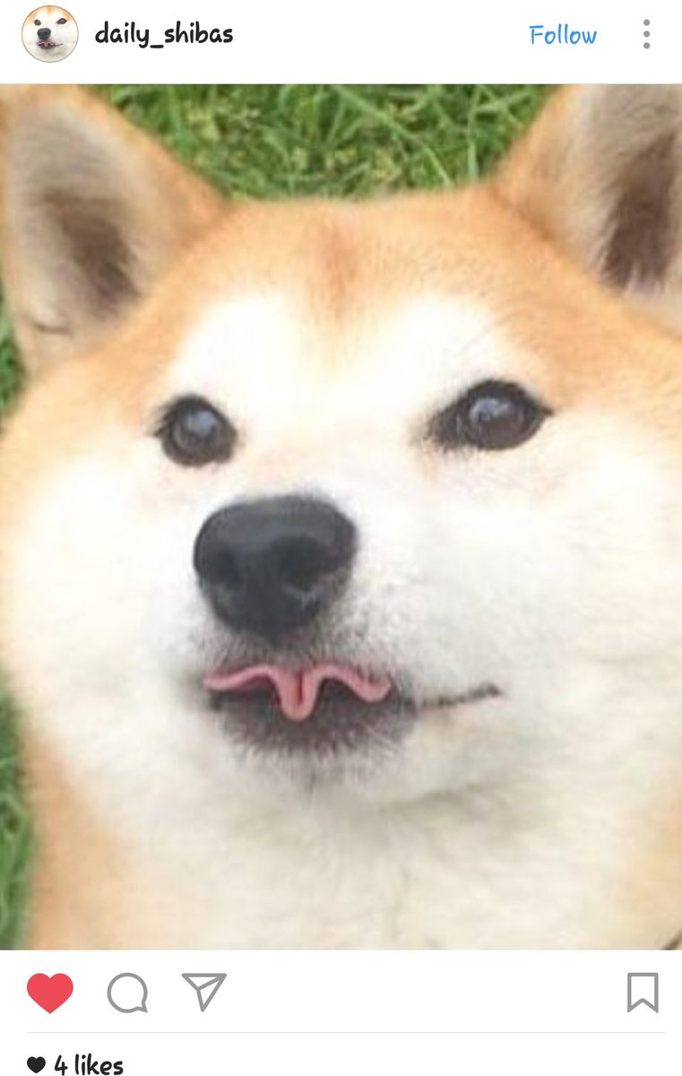JBitzz's tweet photo. This #dog can roll its tongue and i still can't 😢. #shibaskills #shibainu #talent #tongueroll https://t.co/BtaxxRbtQ9