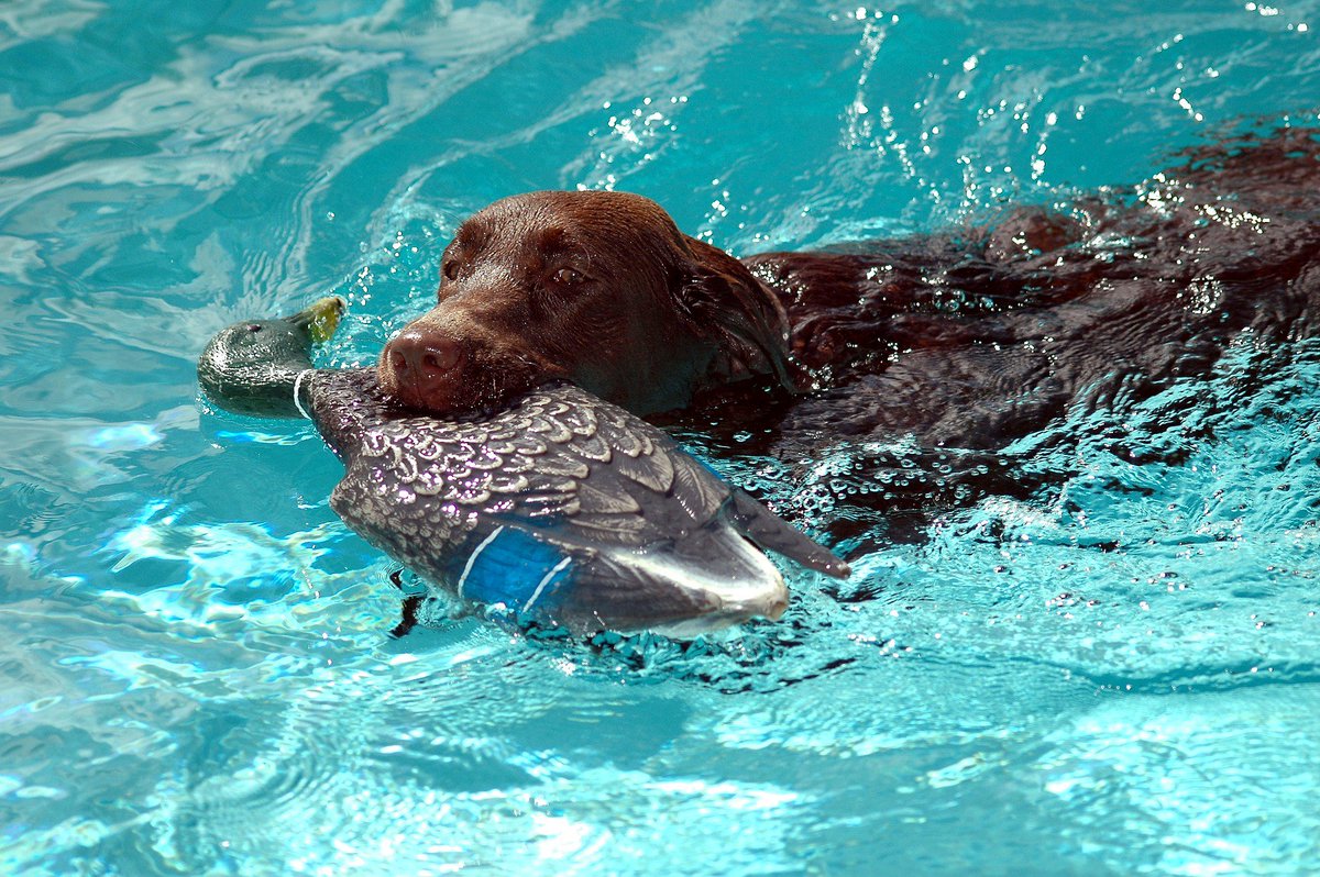 Sundays are perfect for a little 🍺 and a little pool practice! 🦆🐕😎