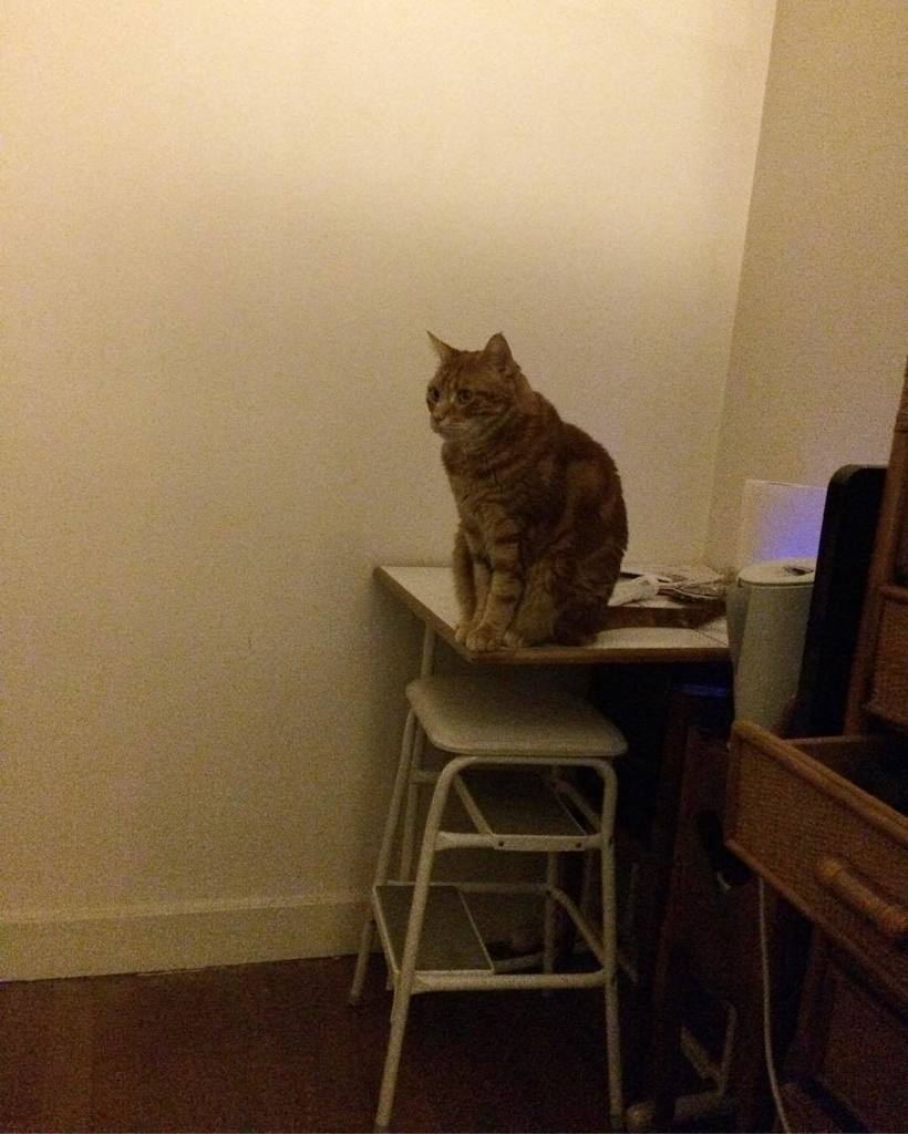 mmeouioui's tweet photo. Le chat de Paris #paricity #jetaimeparis #pariscat #parischat #chatparisien #jadoreparis #jetaimeparis #instacats … https://t.co/shAQMTFVil https://t.co/i6lwFWMK3A
