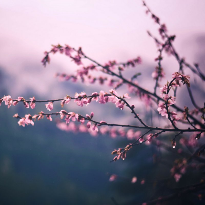 ladysaradrake's tweet photo. Well, hello beautiful sunsets!
#differentkindof #sunset #pink #spring #blosoms #blooming #happy #thelittlethings https://t.co/E1akOvGWOl