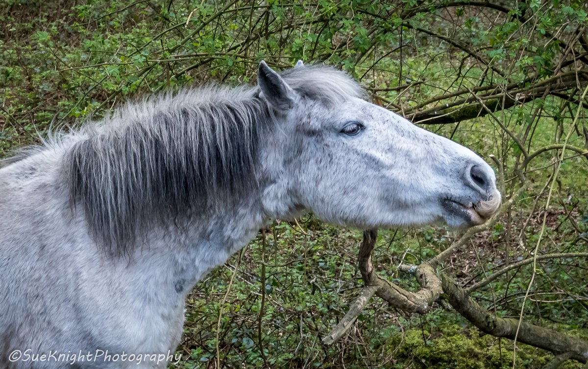 SueMKnight's tweet photo. #newforest ponies @NewForestPonies @TheNewForestUK @NFTrust  @NewForestNPA https://t.co/DE3L6mwykc