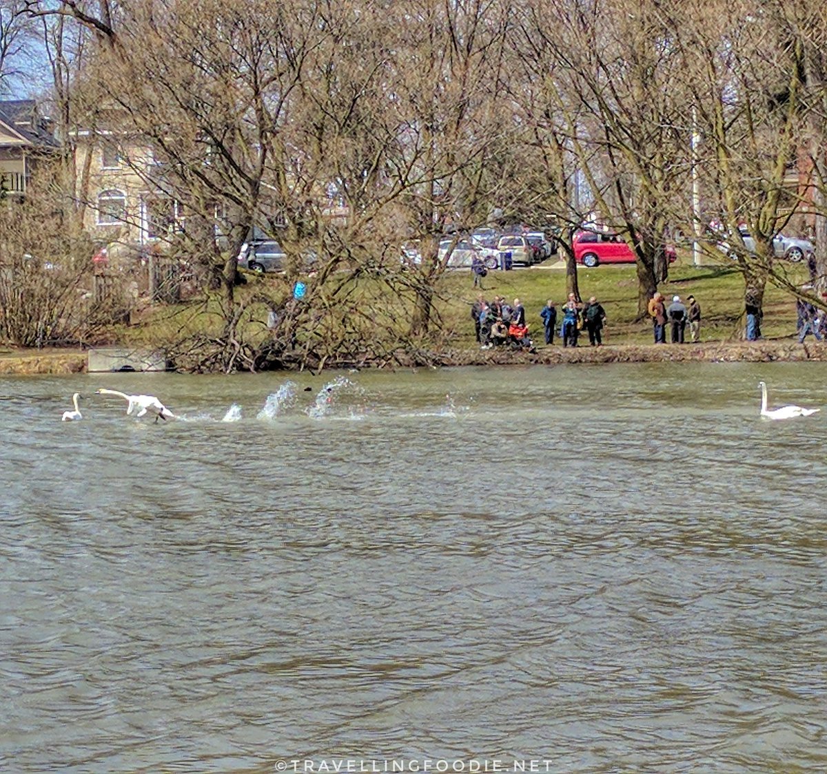 Stratford Swan Parade: Swans released to the Avon River
