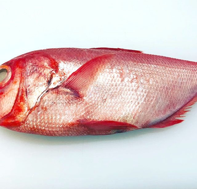 carnemnyc's tweet photo. Just a little peak at the Golden Eye Snapper for out Kinmedai Tiradito. 😍 #Fresh is best! #CarnemNYC #Brooklyn https://t.co/zgYlLBuaKG