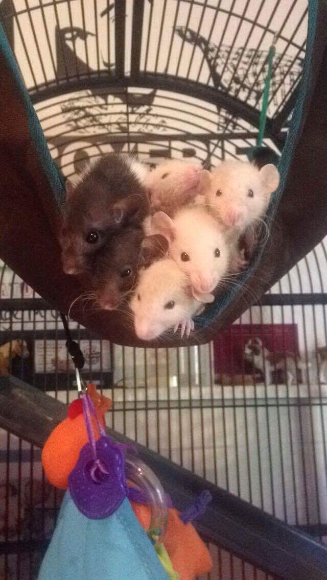 BaileyTheRat's tweet photo. Baby Ratlets https://t.co/TcEXT8ykZG