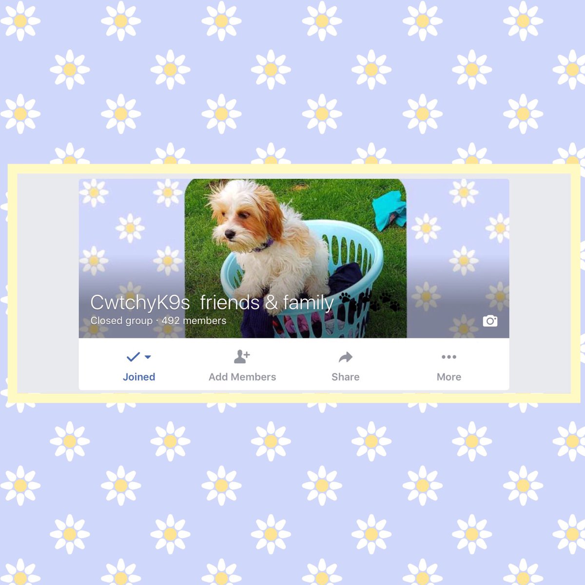 CwtchyCavas's tweet photo. Join our Facebook Group #puppylove https://t.co/gERk3baeXo