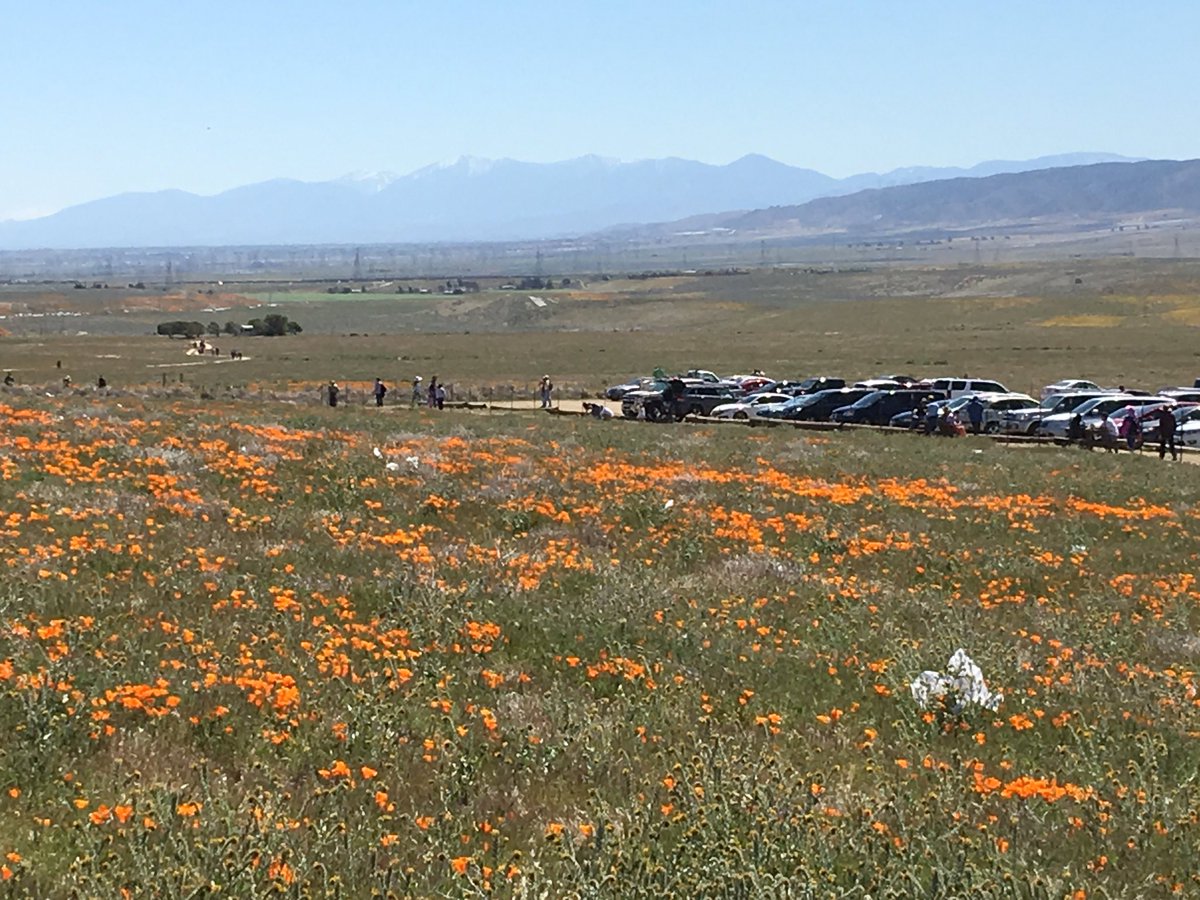 CycleWithMartin's tweet photo. yesterday test-rode the poppy ride route for next Sunday's #aidslifecycle #differentspokes 50-mile training ride-great year for state flower https://t.co/FEoHKejw40