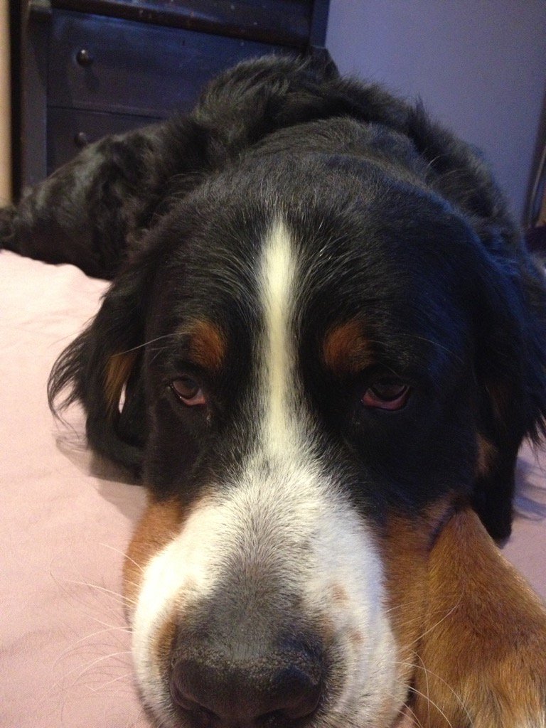 lisapreite's tweet photo. RIP my beautiful Aspen 💔 https://t.co/qLs4eNnS4Y