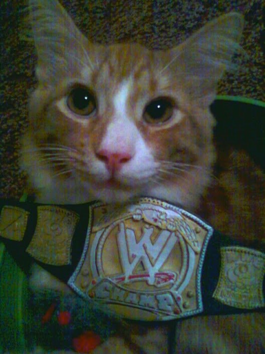 MacTheGingerCat's tweet photo. Happy #Wrestlemania Sunday to all the #WWE fans out there today (including my mom)! Mac for #CatChamp πͺ#CatsOfTwitter πΎπΎ https://t.co/spQwbtVzPs