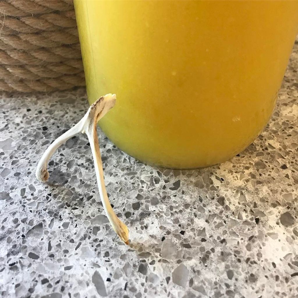 peaceandpanic's tweet photo. Nourishing Chicken Broth #iqs8wp #iquitsugar https://t.co/fyXmbOz8j0 https://t.co/wWq3x0VsQ4