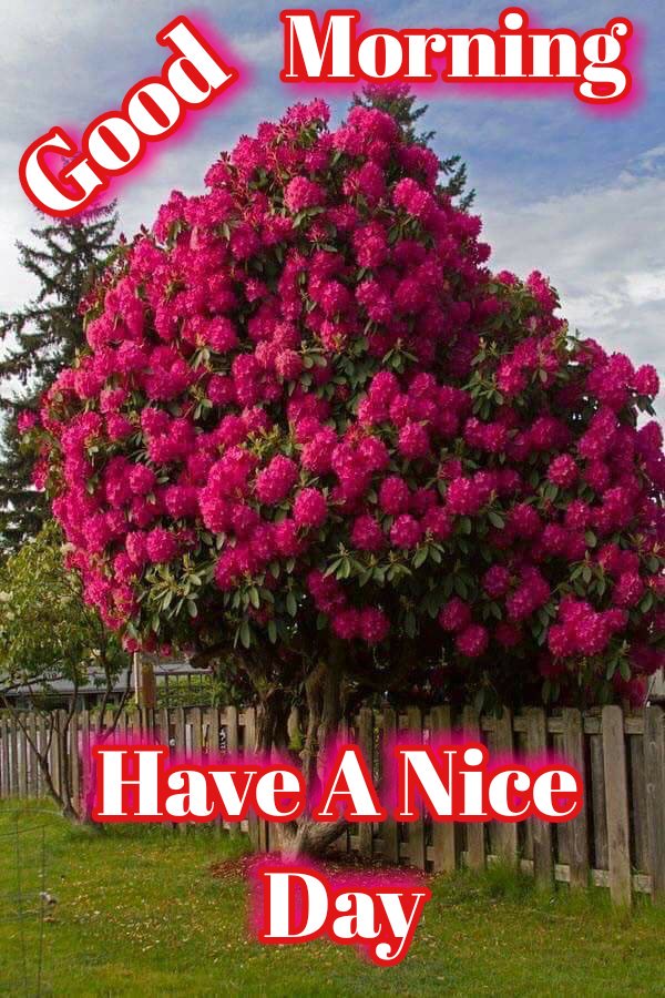 Sanjeev Sharma On Twitter Good Morning To All My Friends Have A