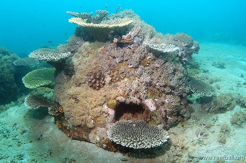 Artificial Reefs may increase connectivity between nearby habitats &amp; aid  benthic spp's dispersal <a href="/CSIROPublishing/">CSIRO Publishing</a> shar.es/1QGx9x