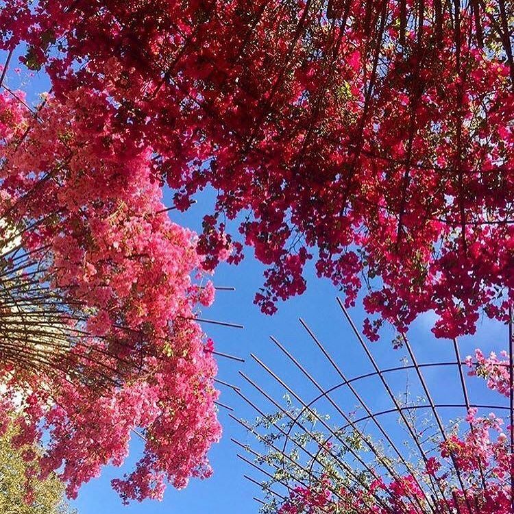 GettyMuseum's tweet photo. "Keep looking up...that's the secret to life."—Snoopy post courtesy of @_live.rid.photography_
.
#gettymuseum #flo… https://t.co/ZDf35DR4YP https://t.co/9lLdUqAhH5