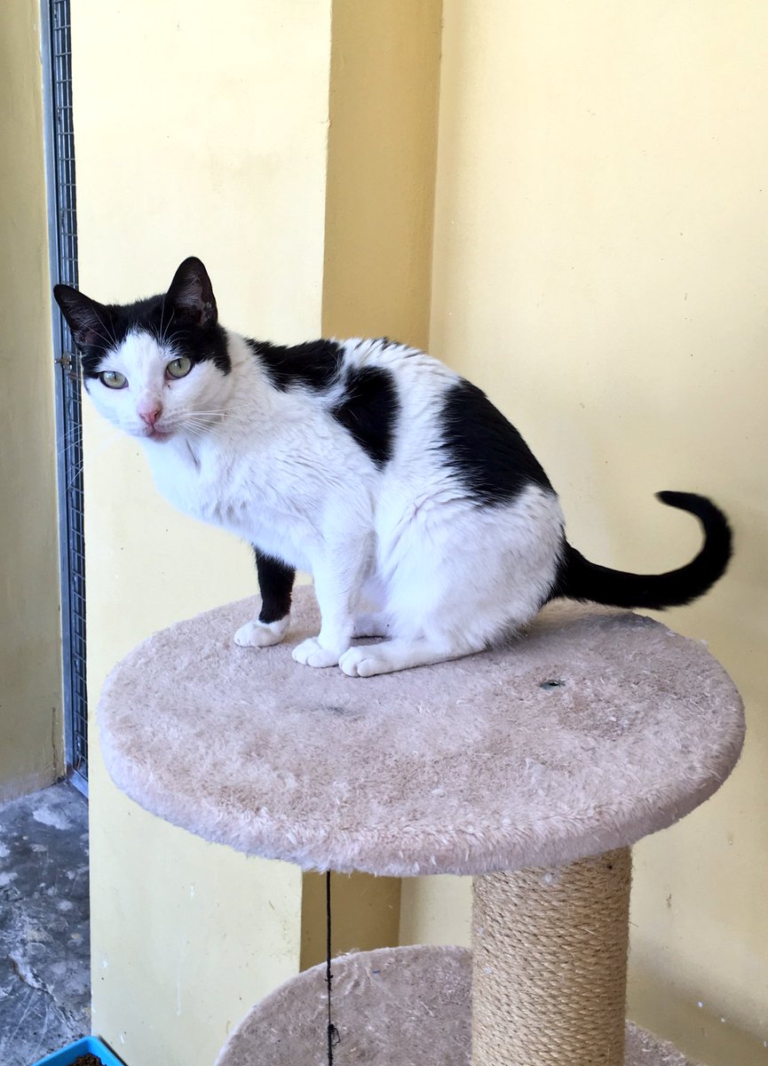 S.O.S. Gatos Murcia tweet media