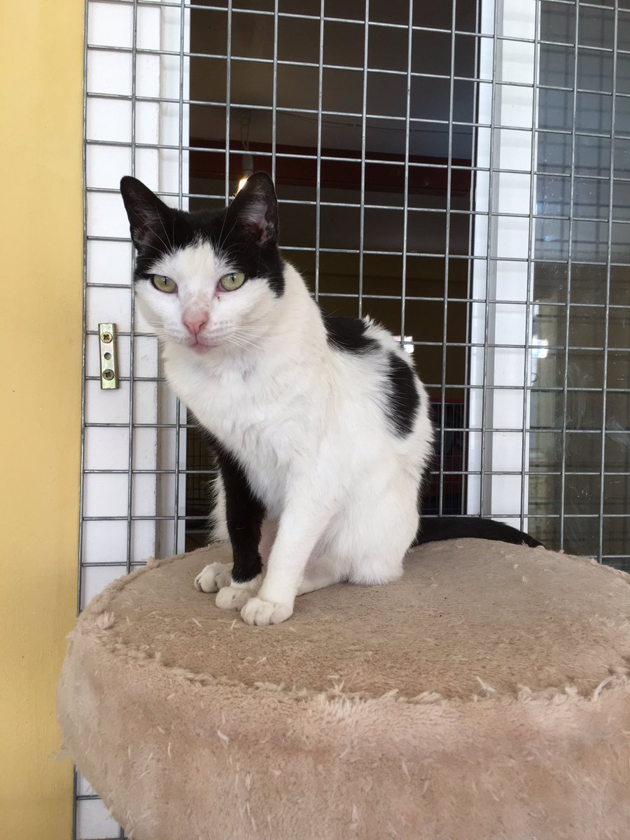 S.O.S. Gatos Murcia tweet media