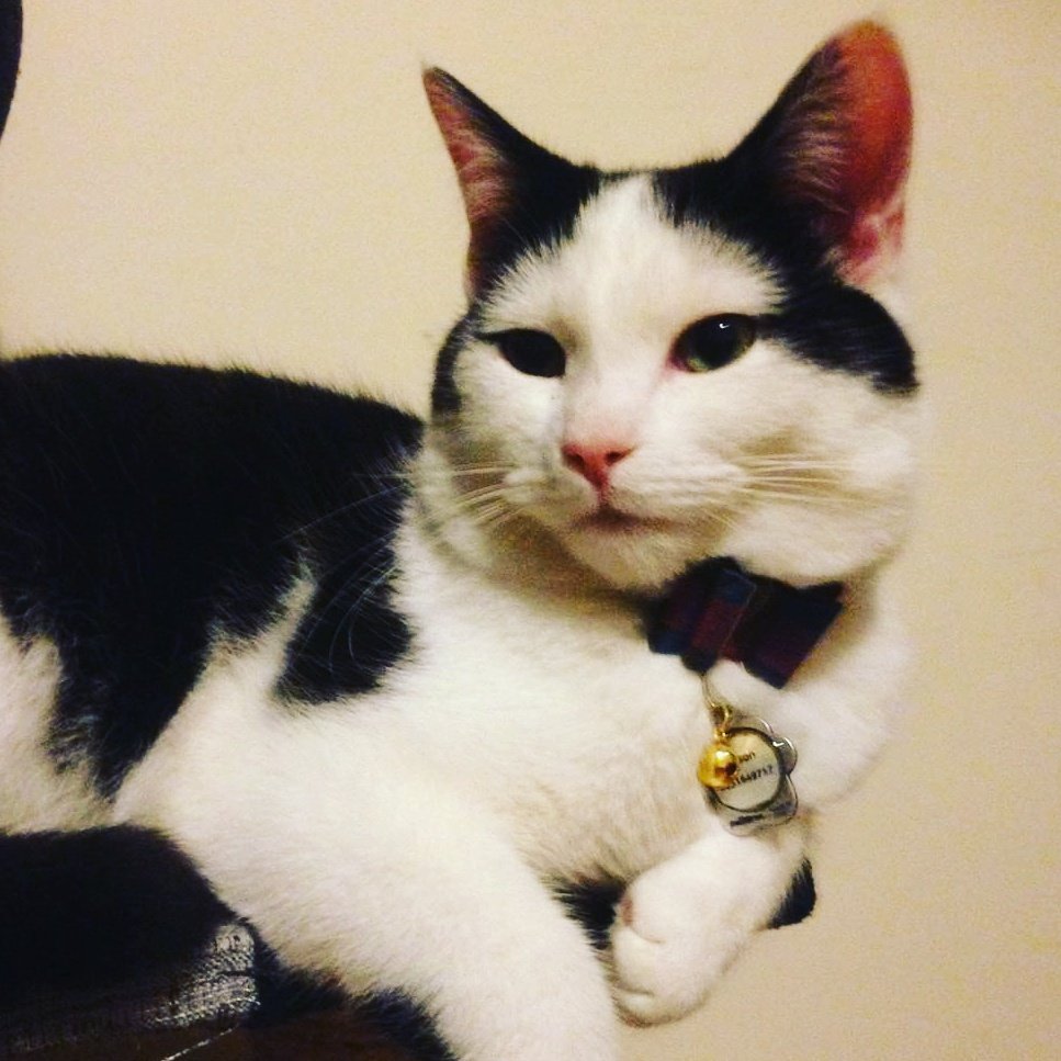 Amilia_Keating's tweet photo. Larson the Cat, channelling the 11th doctor #ddoctorwho #MattSmith #favdoc https://t.co/6I4vJdAtLO