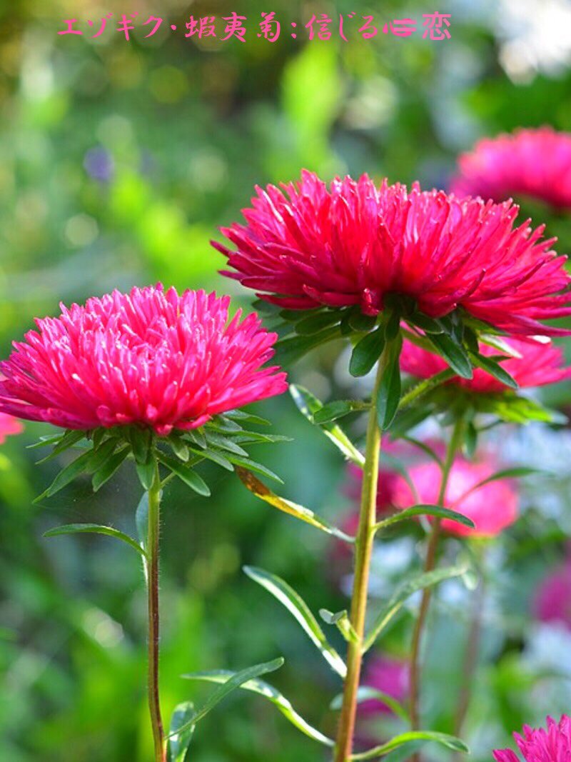 Miles スマイル 芒種 腐草為螢 あさのいろ おはよう エゾギク 蝦夷菊 信じる恋 キク科エゾギク属 半耐寒性一年草 別名 アスター 薩摩菊 中国北部原産 英名china Aster 以前アスター属で名はそのまま呼ばれる 夏の花 花期は6 9月 以前この 花が