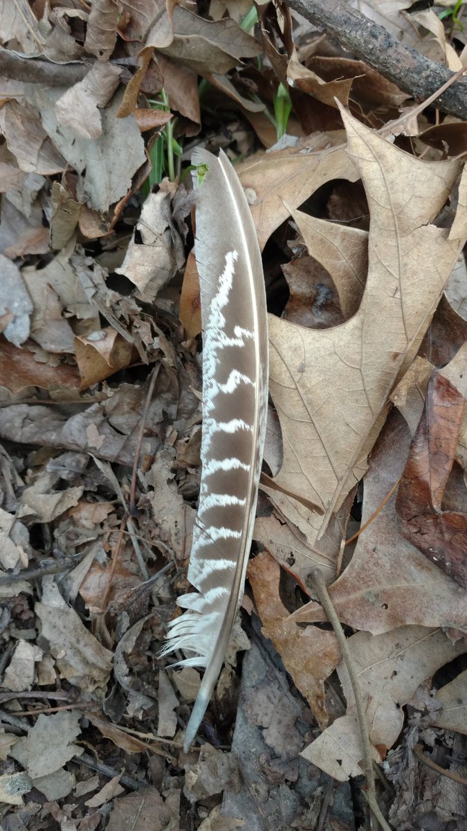 don't want to sound stupid but what is this feather? It seems small for turkey wing feathers