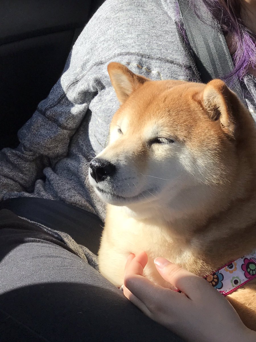 YMei88's tweet photo. Sookietheshibainu pretty in the sun! #shibainu ☀️🌈 https://t.co/h7nHf31uNX