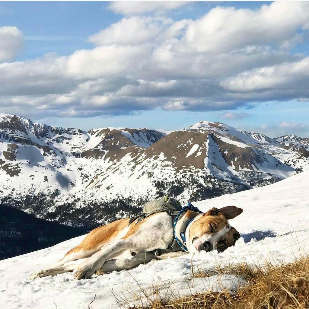 AdventureMutts's tweet photo. Soaking in every precious moment of the weekend like 😊🙌😄
@henrythecoloradodog #adventuremutts #adoptadventurerepeat https://t.co/d7BuSnpeRh https://t.co/kEKTvwLRPc