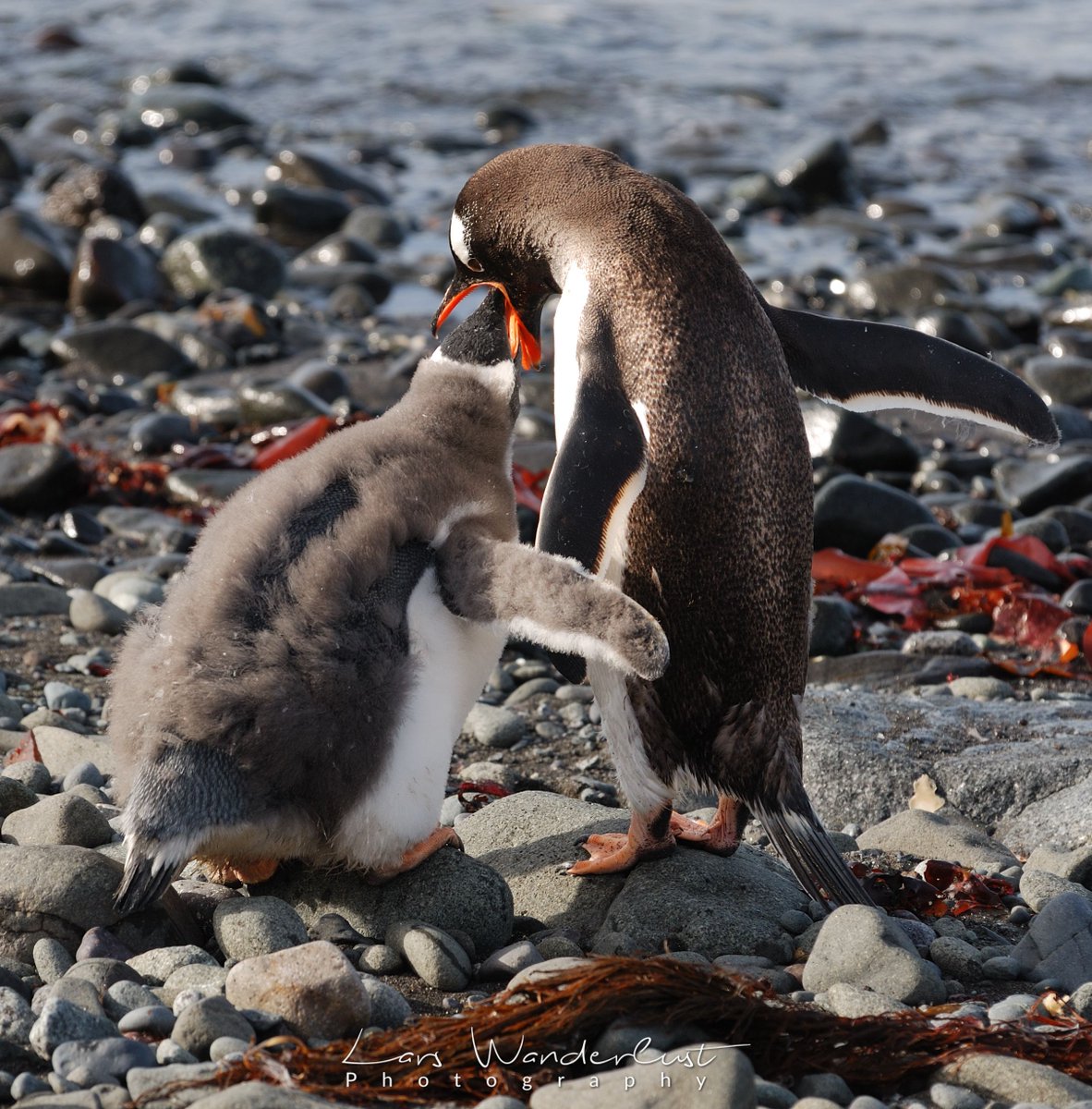LarsWanderlust's tweet photo. Penguin mother is feeding her child #antarctica #penguin #dugling #feeding https://t.co/SuMMGzeoCA