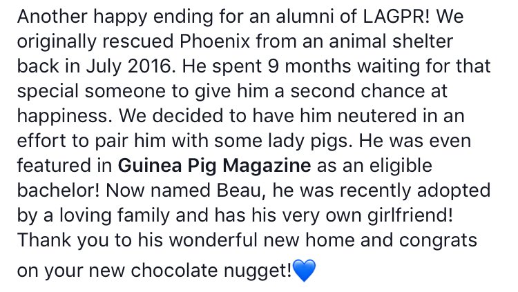 LAGuineaPigResc's tweet photo. A happy ending for our alumni! He was featured in @GuineaPigMag as an eligible bachelor! Thank you to his wonderful new home.💙 #guineapig https://t.co/YPIjWmfRVR