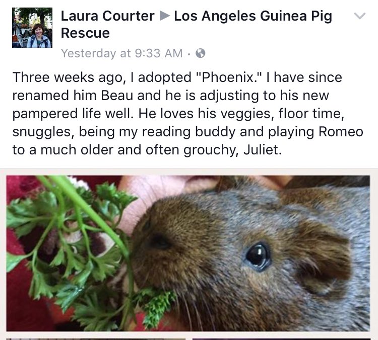 LAGuineaPigResc's tweet photo. A happy ending for our alumni! He was featured in @GuineaPigMag as an eligible bachelor! Thank you to his wonderful new home.💙 #guineapig https://t.co/YPIjWmfRVR
