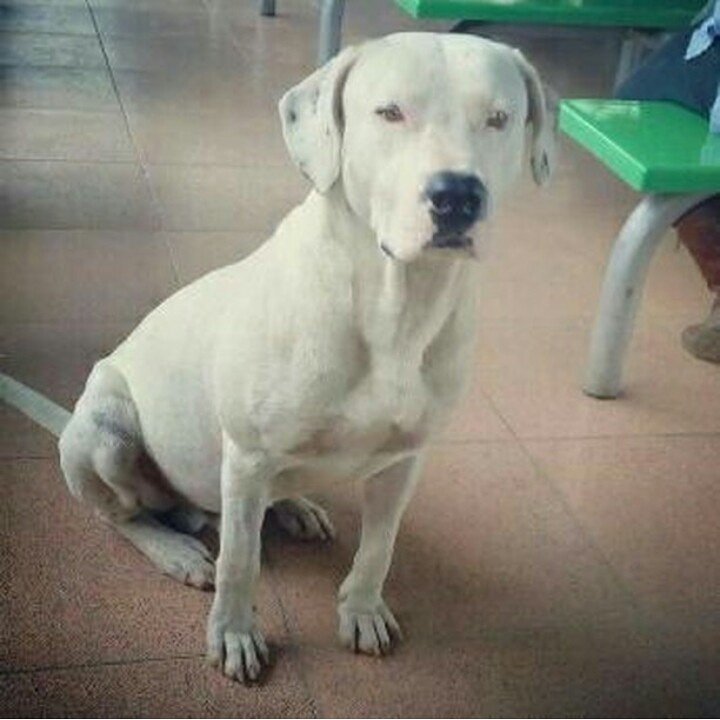 VetLosChorros's tweet photo. Abandonado en universidad de #caracas, aprox 2 años,dócil,tranquilo.Esta en la calle.Ayudemos a encontrarle un buen hogar. Inf 04161960041 https://t.co/QGoMsULhCn