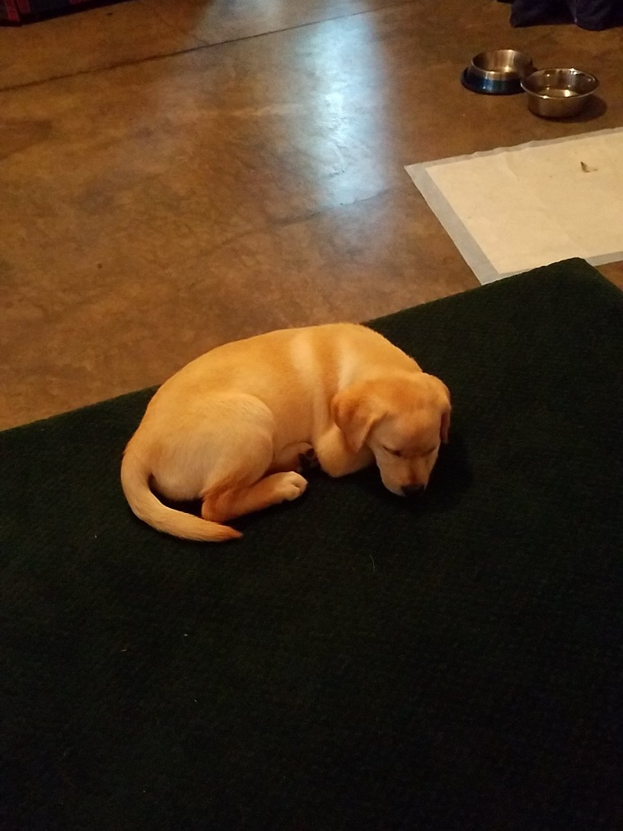 Lucid_Walk's tweet photo. I love my dog https://t.co/PlreiEmVly