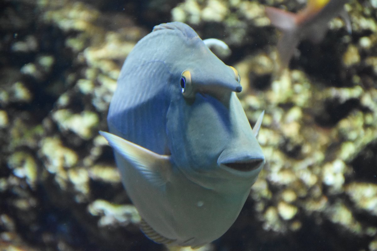 葛西臨海水族園 公式 おはようございます 魚の口は口角が下がっている ことが多いなぁ なんて思いながら調べていたら 少し前に アヒル口 ならぬ 魚口 Fishgape なるものがハリウッドセレブの間で流行っていた と知りました あん かさりん