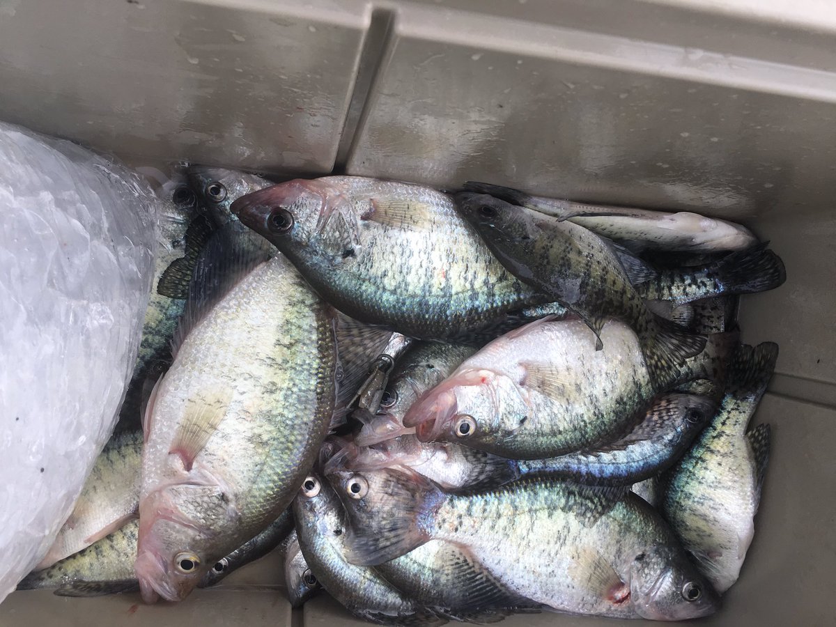 The crappie bite is on boys! #rippinlips