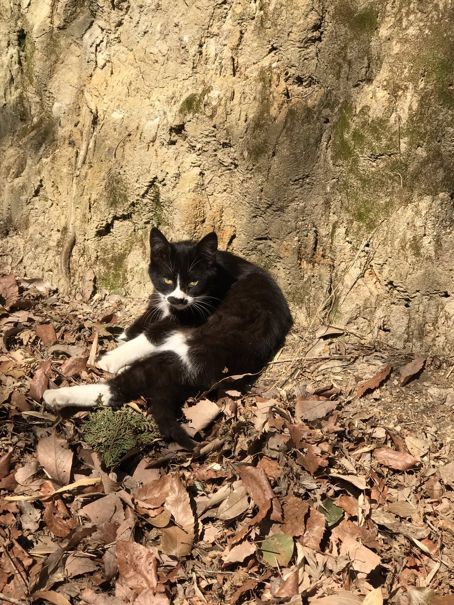 MilesperDay's tweet photo. Just ran into #HitlerCat https://t.co/7kZ5EPuOss