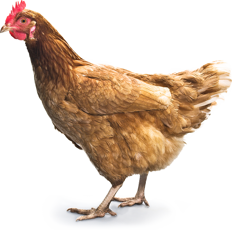 shea_seth's tweet photo. As the Twitter project is coming to an end, I figured what better way to finish than to let my egg pic turn into a chicken? #UWIntro2Rhet https://t.co/6uidMR7tVZ