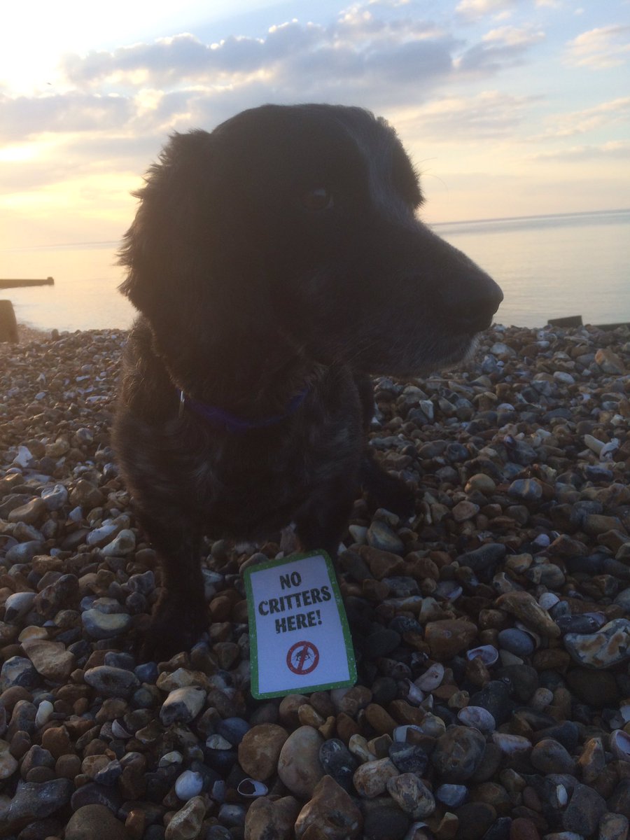 Malcolm1968's tweet photo. Barney showing off on the beach. @PetsatHome #critterfreeVIP https://t.co/oSOaJGxC2W