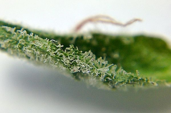 ThinkTankExile's tweet photo. CBD-A:  Cannabidiol Acid Cannabinoid Profile https://t.co/xvpWE8siyB https://t.co/YE5tV8hNbw