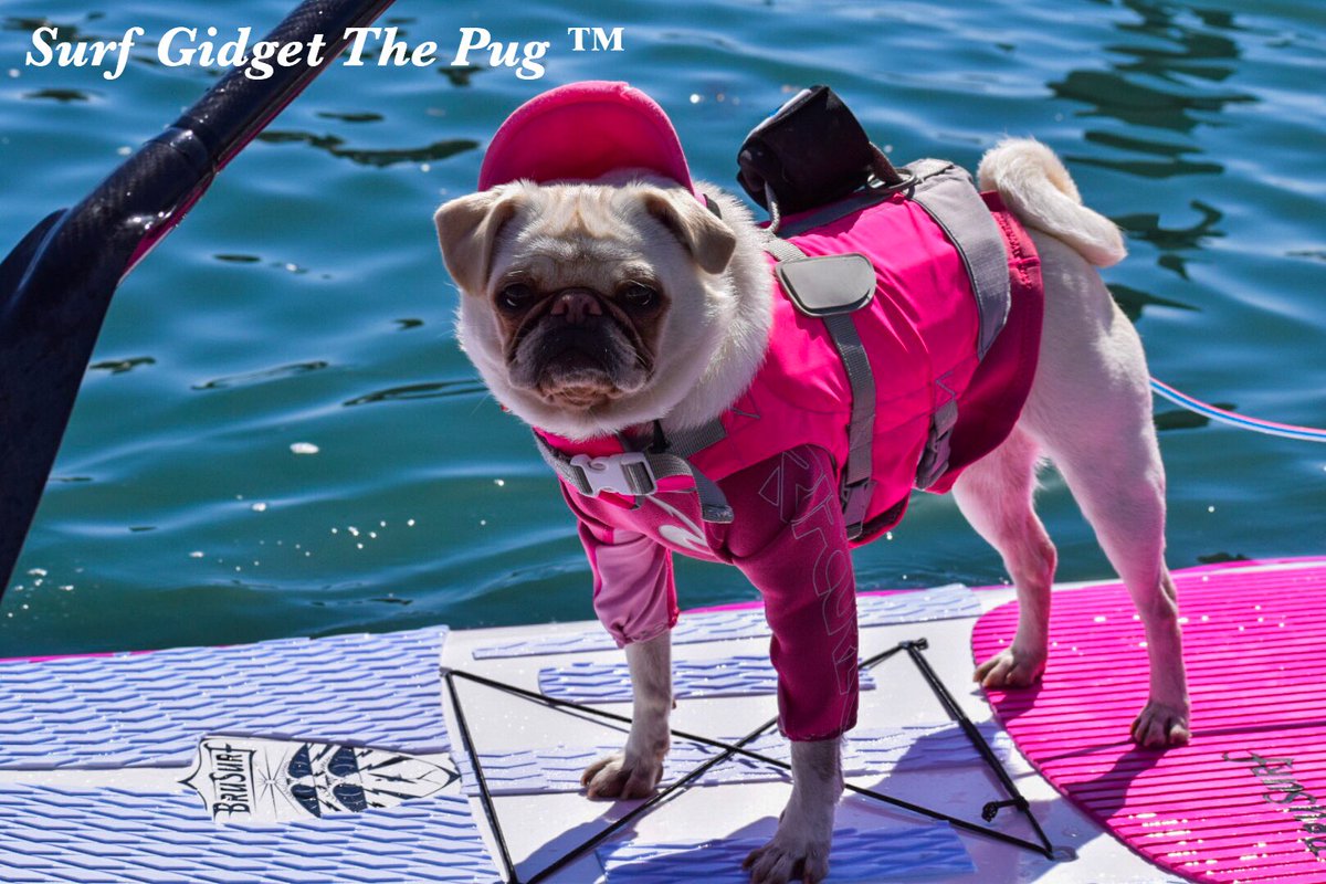GidgetsFanPage's tweet photo. Sunday Fun Day Paddle Day 🏄‍♀️🏄‍♀️🏄‍♀️
#brusurfca @SpeakPug @masawesomer #speakpug #masawesomer #pug #paddleboarding https://t.co/G6uS4sSrDz